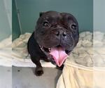 Small Bulldog