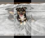Image preview for Ad Listing. Nickname: Puppy 2