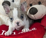 Small #2 Faux Frenchbo Bulldog