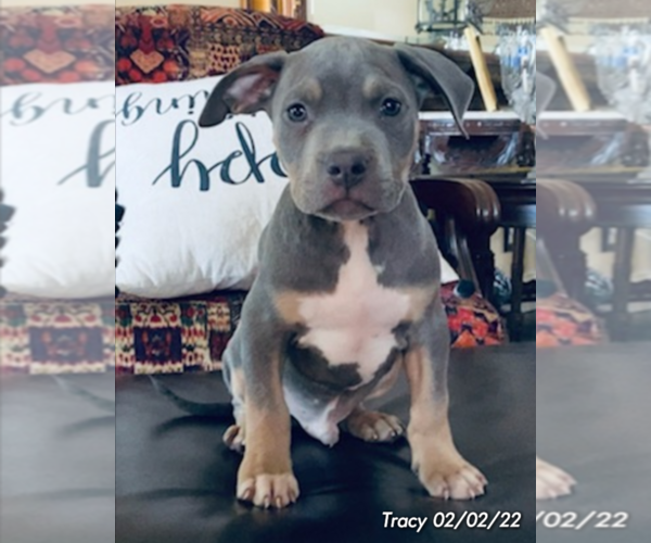 Medium Photo #1 American Bully Puppy For Sale in POPLAR BLUFF, MO, USA