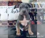 Small Photo #1 American Bully Puppy For Sale in POPLAR BLUFF, MO, USA