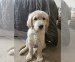 Puppy Cream Golden Retriever