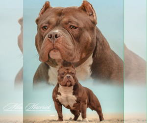 Father of the American Bully puppies born on 12/24/2023