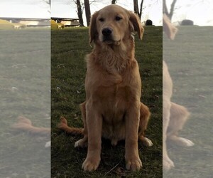 Golden Retriever Puppy for sale in FREDERICKSBURG, OH, USA