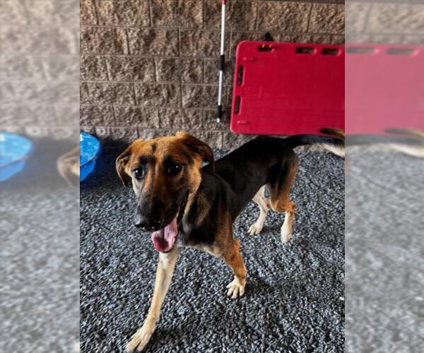 Medium Photo #2 German Shepherd Dog-Saluki Mix Puppy For Sale in Moreno Valley, CA, USA