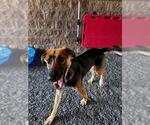 Small #1 German Shepherd Dog-Saluki Mix