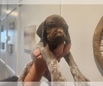 Small Photo #11 German Shorthaired Pointer Puppy For Sale in EDGEMOOR, SC, USA