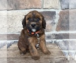 Image preview for Ad Listing. Nickname: Mae