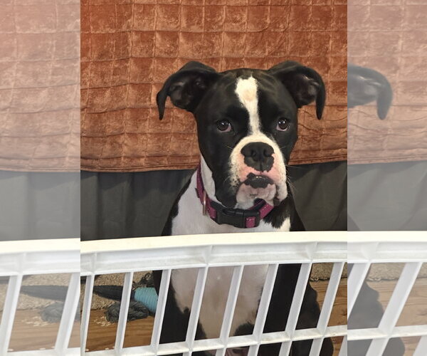 Medium Photo #3 Boxer Puppy For Sale in  Katy, TX, USA
