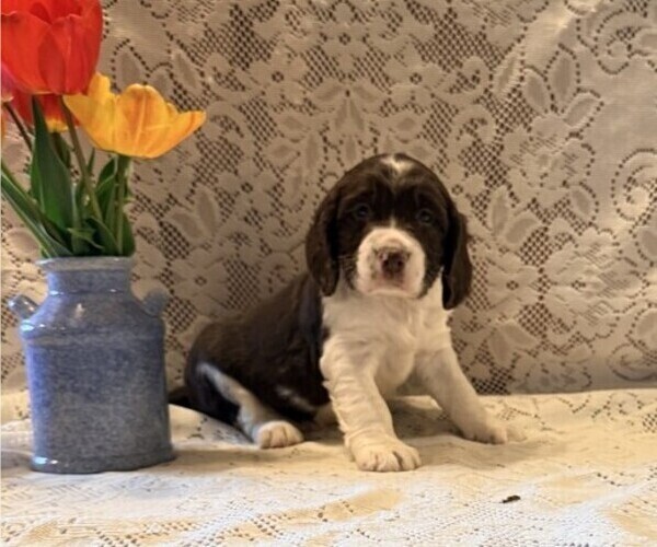 Medium Photo #2 English Springer Spaniel Puppy For Sale in OWEN, WI, USA