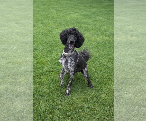 Medium Photo #8 Poodle (Standard) Puppy For Sale in Pacolet, SC, USA