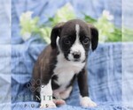 Small #4 Boston Terrier-Cock-A-Poo Mix