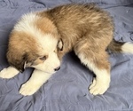 Small #1 Great Bernese