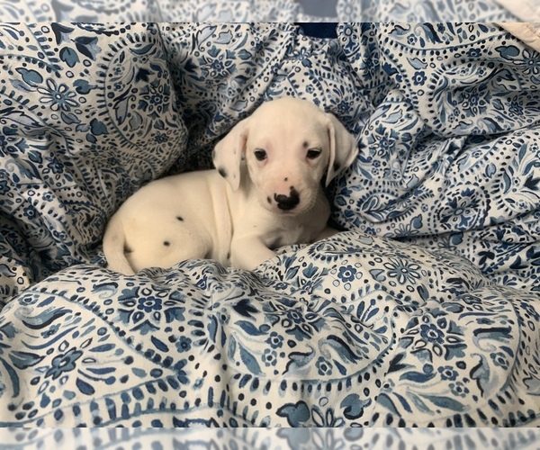 Medium Photo #7 Dalmatian Puppy For Sale in MERRITT IS, FL, USA