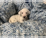 Small Photo #7 Dalmatian Puppy For Sale in MERRITT IS, FL, USA