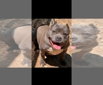 Small Photo #10 American Bully Puppy For Sale in WALLINGFORD, CT, USA