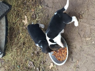 Beagle Puppy for sale in SPRINGFIELD, MO, USA