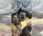 Small Photo #2 Cairn Terrier Puppy For Sale in MANSFIELD, MO, USA