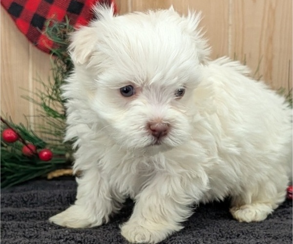 Medium Photo #2 Havanese Puppy For Sale in GOSHEN, IN, USA