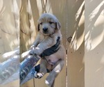 Puppy Light blue Golden Retriever
