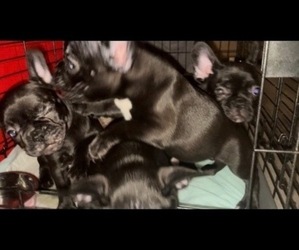French Bulldog Puppy for sale in WEST PALM BEACH, FL, USA