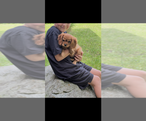 Medium Photo #1 Cavalier King Charles Spaniel Puppy For Sale in NILES, MI, USA