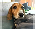 Small #1 Beagle