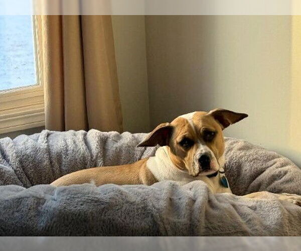 Medium Photo #3 Bogle Puppy For Sale in Plainfield, IL, USA