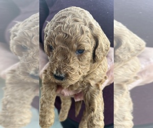 Goldendoodle Puppy for sale in MONONGAHELA, PA, USA