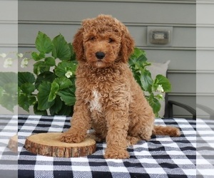 Goldendoodle (Miniature) Puppy for Sale in NARVON, Pennsylvania USA