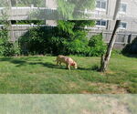 Small #40 American Pit Bull Terrier Mix