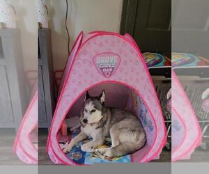 Mother of the Siberian Husky puppies born on 10/18/2023