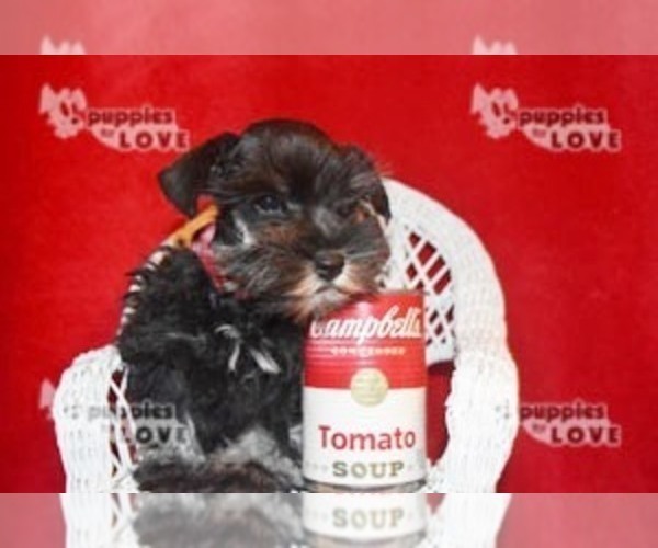 Medium Photo #15 Schnauzer (Miniature) Puppy For Sale in SANGER, TX, USA