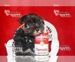 Small Photo #15 Schnauzer (Miniature) Puppy For Sale in SANGER, TX, USA