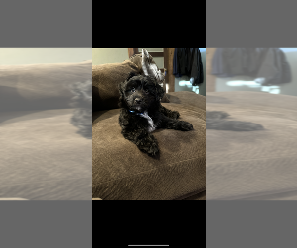 Medium Photo #4 Aussiedoodle Puppy For Sale in THOMASVILLE, NC, USA