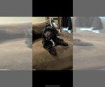 Small #3 Aussiedoodle