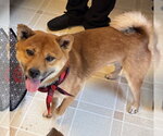 Small #2 Shiba Inu