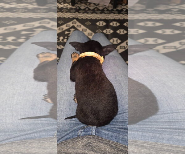 Medium Photo #3 Chihuahua Puppy For Sale in Kannapolis, NC, USA