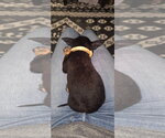Small #2 Chihuahua