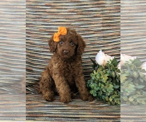 Cock-A-Poo Puppy for sale in BIRD IN HAND, PA, USA