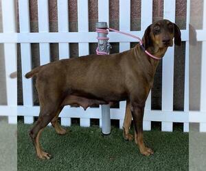Doberman Pinscher Dogs for adoption in Modesto, CA, USA