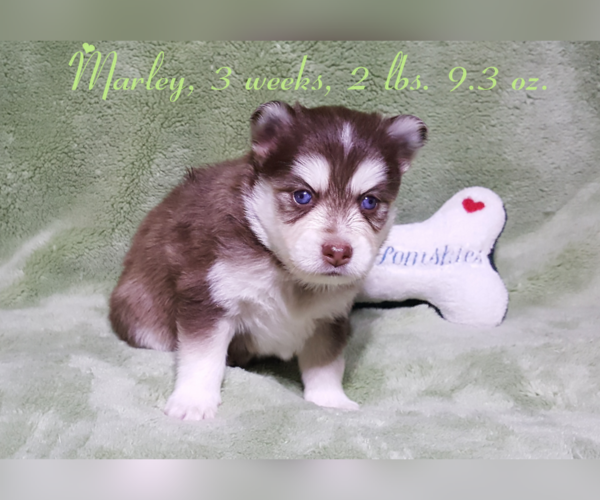 Medium Photo #29 Pomsky Puppy For Sale in RAMONA, CA, USA