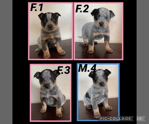 Australian Cattle Dog Puppy for sale in TOPPENISH, WA, USA