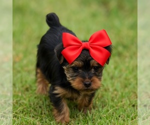 Yorkshire Terrier Puppy for sale in CLAREMORE, OK, USA