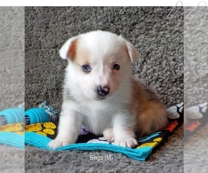 Pembroke Welsh Corgi Puppy for sale in MANSFIELD, MO, USA