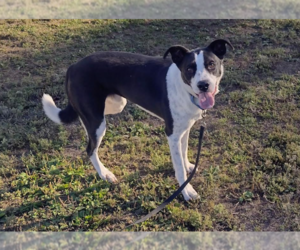 Percy - Male Border Collie-Unknown Mix Dog for Adoption - Photo #3