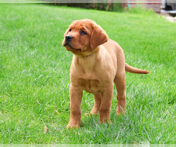 Medium Photo #7 Labrador Retriever Puppy For Sale in SYRACUSE, IN, USA