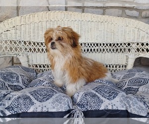 Mal-Shi Puppy for Sale in STANLEY, Wisconsin USA