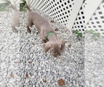Small Photo #6 Weimaraner Puppy For Sale in BLOOMINGTON, IN, USA