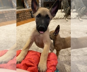 Belgian Malinois Puppy for sale in BARTLESVILLE, OK, USA